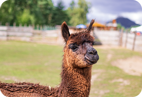 Lama v minizoo