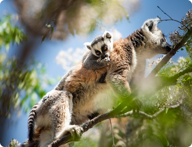 Lemur – maskot tábora